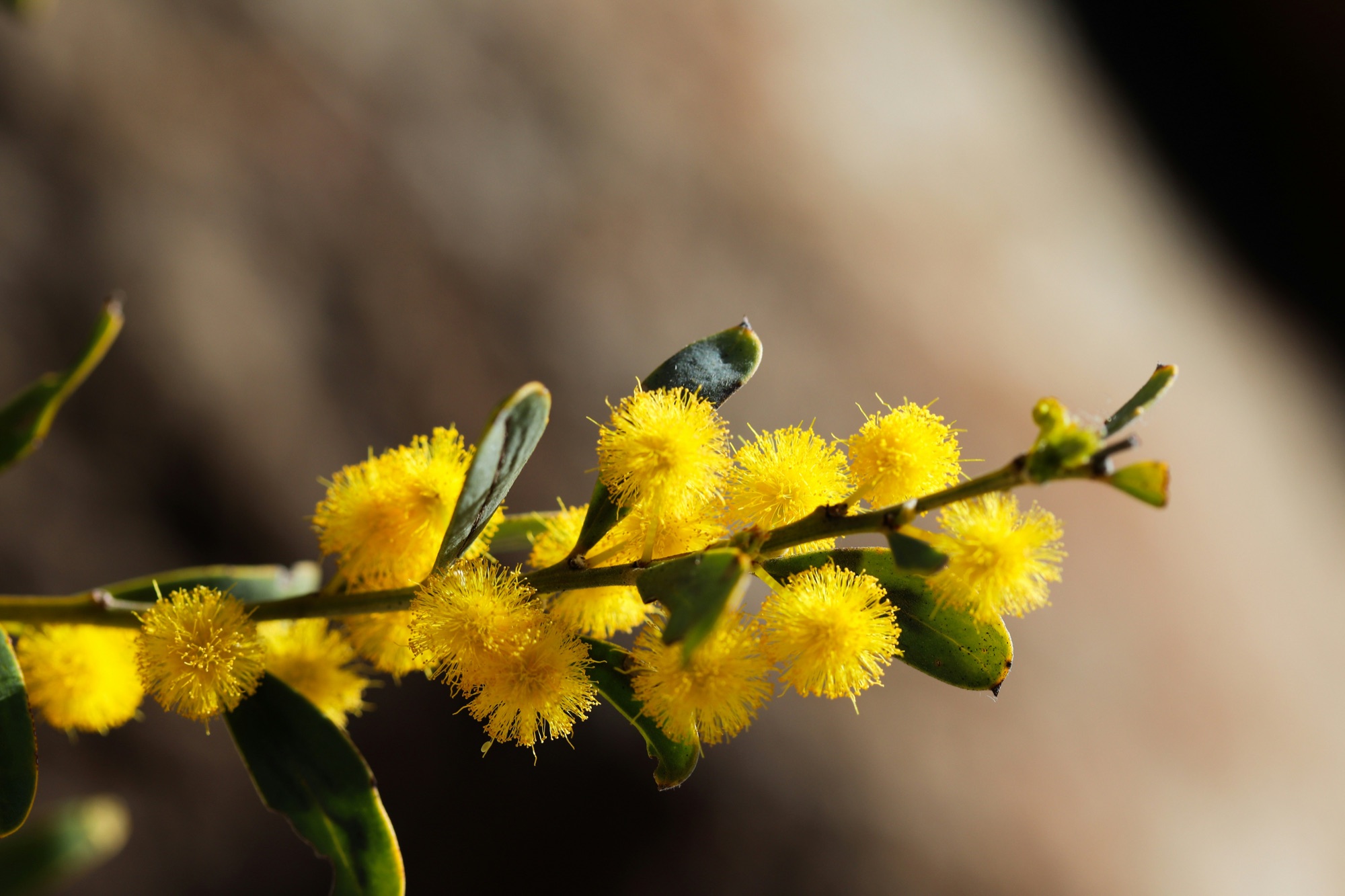 Australian wattle in bloom